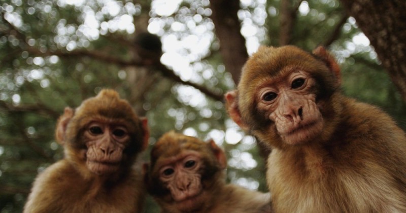 Create meme: a herd of monkeys, three monkeys, little monkeys