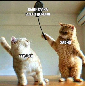 Создать мем: смешные кошки мемы, смешные коты, котики смешные