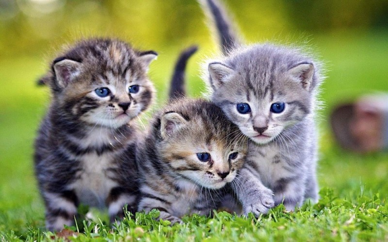 Создать мем: маленькие котики, котята милашки, котята красивые