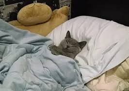 Создать мем: сонный кот, кот под одеялом, спящий кот