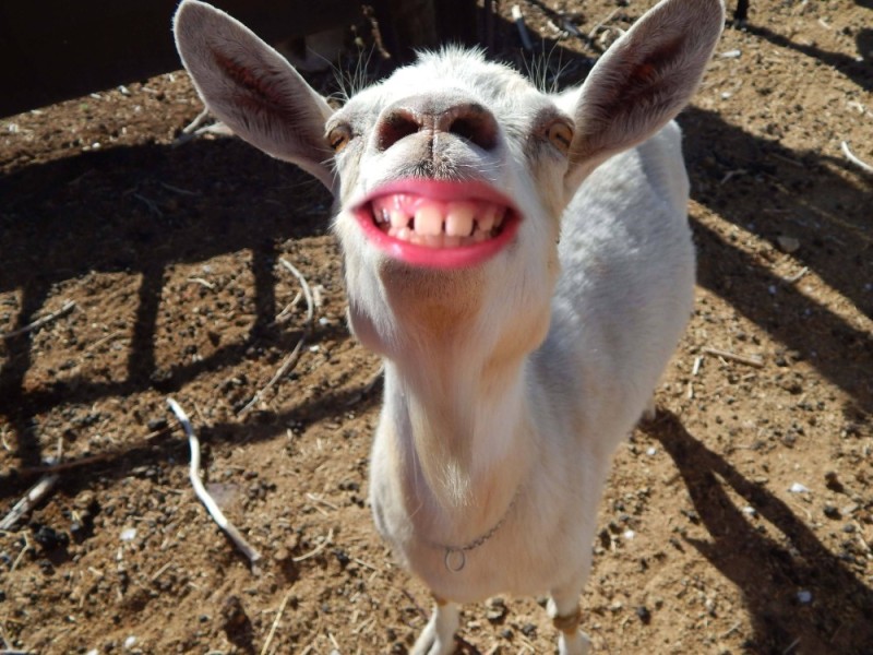 Create meme: The smiling goat, funny goat, goat face