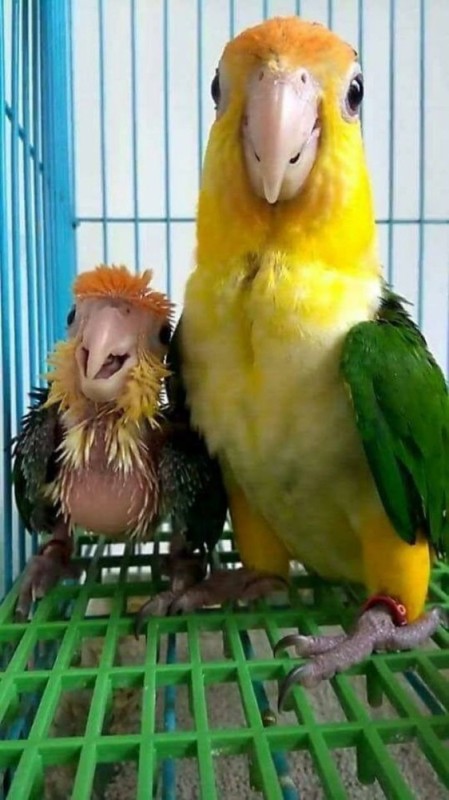 Create meme: parrot funny, Corella parrot, mango parrot breed