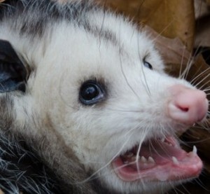 Create meme: the teeth of the possum, opossums