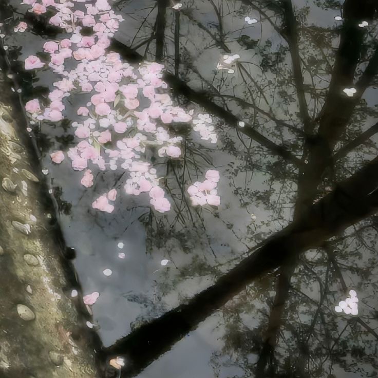 Create meme: cherry blossom, sakura petals genshin, Japan sakura aesthetics