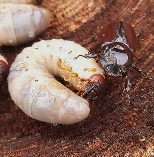 Create meme: May beetle larva, khrushch the larva of the may beetle, Khrushchev is the larva of the May