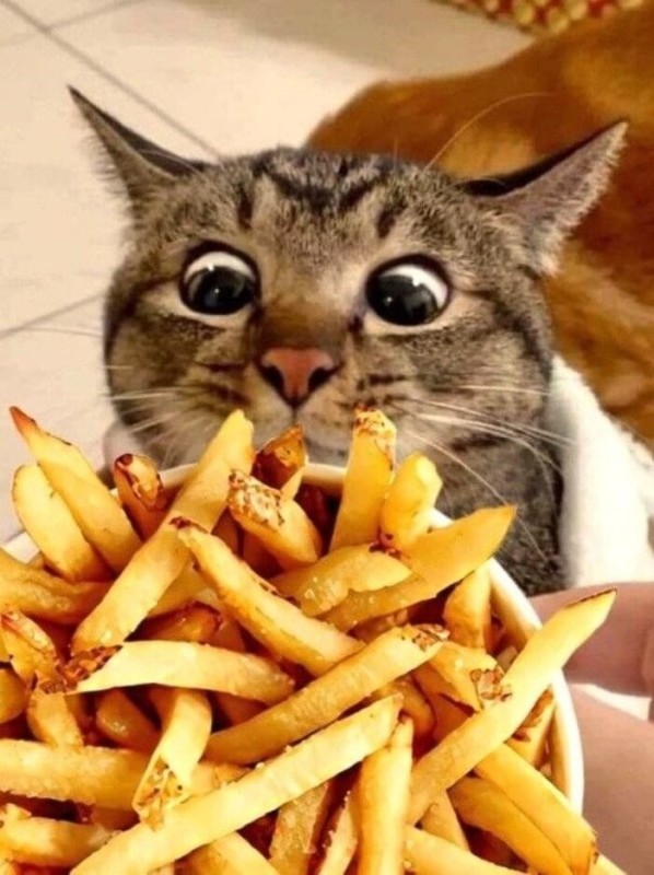 Create meme: cat and french fries, cat , cat 