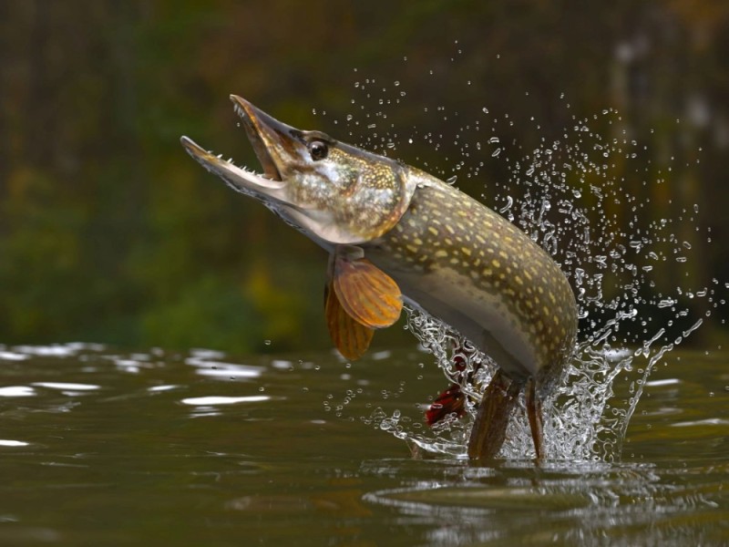 Create meme: fish pike, pike fishing, pike fishing