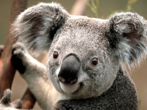 Создать мем: koala, коала пнг, коала гиф