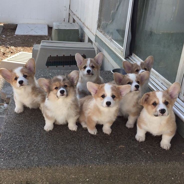 Create meme: corgi welsh, puppies Welsh Corgi, puppies Corgi