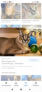 Create meme: Caracal