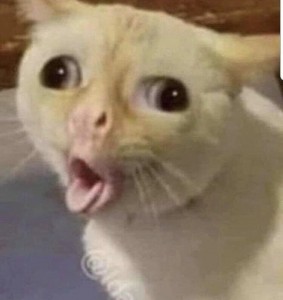 Create meme: face cat meme, cat in shock meme, coughing cat meme