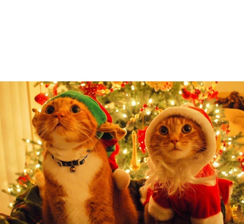 Создать мем: новогодний кот, новый год кот, смешные новогодние котики