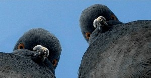 Create meme: evil dove, pigeons