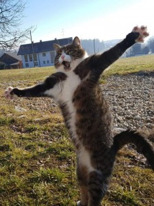 Create meme: cat, cat funny, the dancing cat