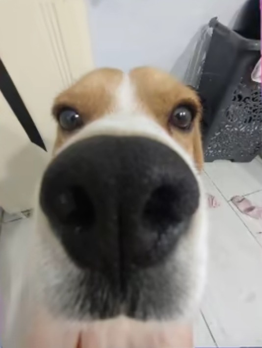 Create meme: dog , dog funny, dog's nose through fisheye