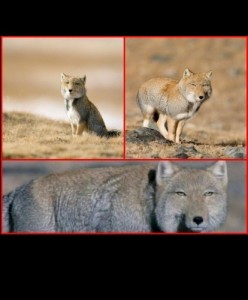 Создать мем: животные, тибетская лисица, тибетская лиса