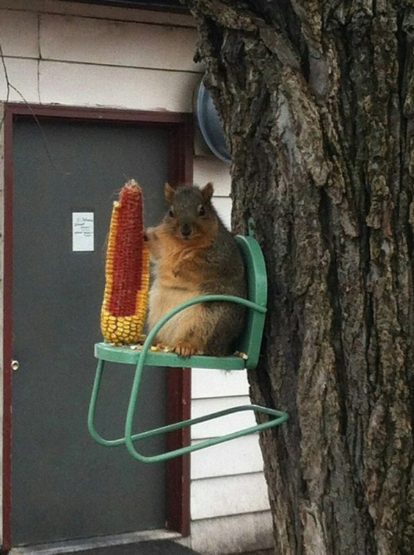 Create meme: fatty protein, funny squirrels, funny squirrel