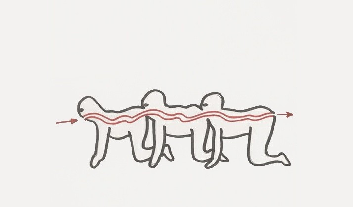 Create meme: human centipede diagram, human centipede poster, centipede drawing