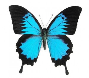 Create meme: blue butterfly, butterfly