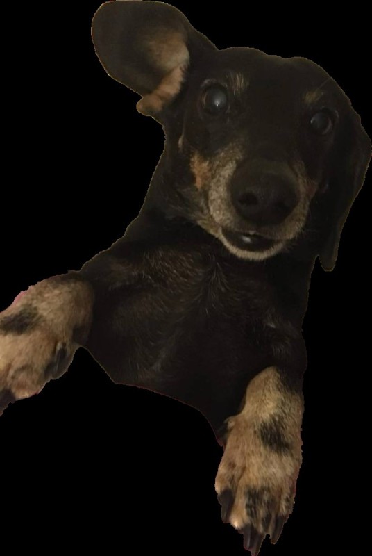 Create meme: dog for photoshop, Dachshund dog, dog background