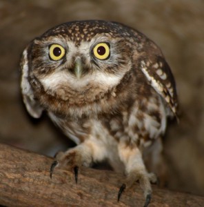 Создать мем: little owl, сычик, сова