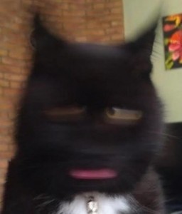 Create meme: black cat meme, meme cat, cat