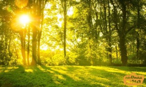 Создать мем: лето солнце, природа солнце, солнечный день в лесу