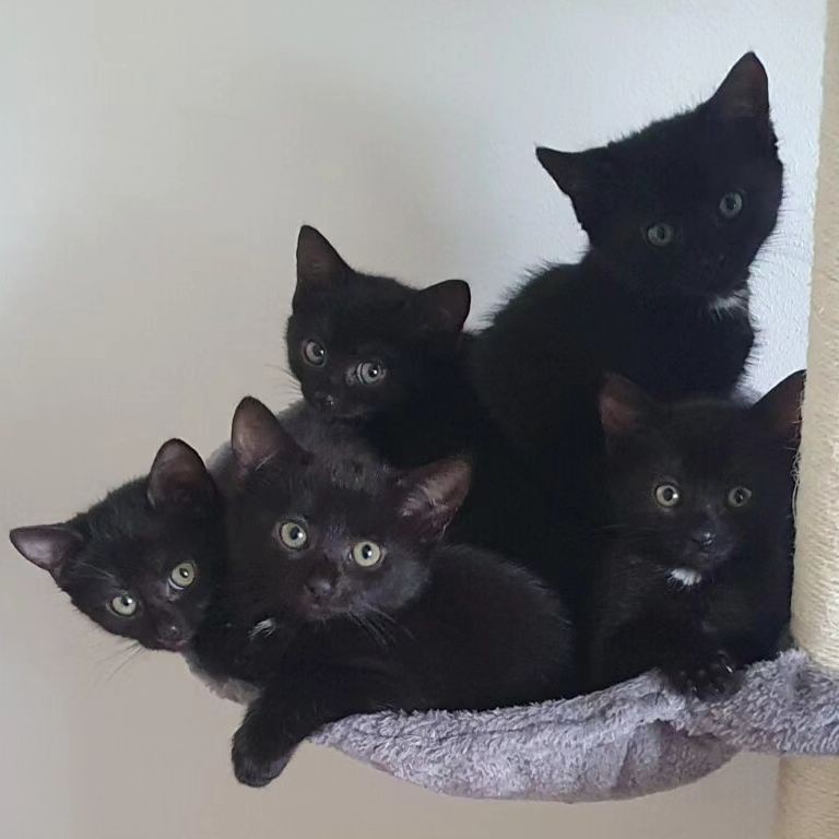 Create meme: black kitten , black cat , black cat 