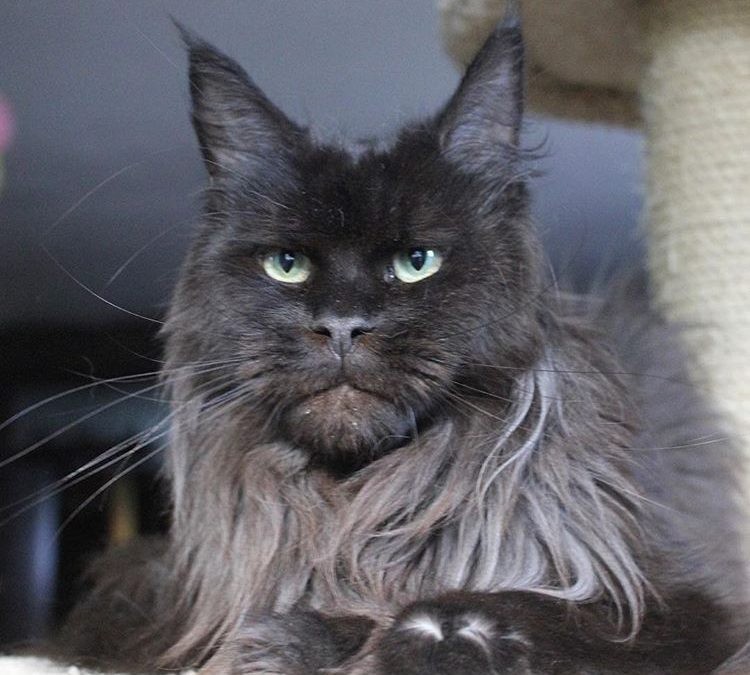 Create meme: maine coon, breed maine coon valkyrie, maine coon valkyrie