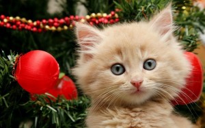 Create meme: Christmas cats, cat new year