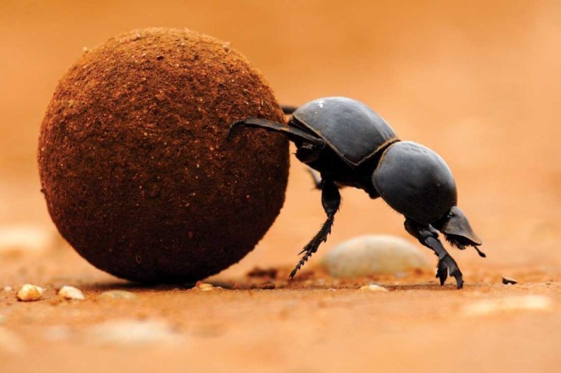 Create meme: beetle , the beetle beetle scarab, scarab beetle