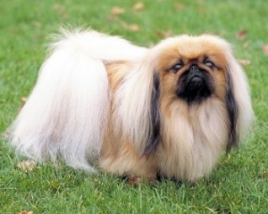 Create meme: Tibetan Pekingese, dogs, dog breeds Pekingese