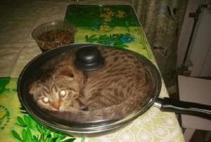 Создать мем: сковородки, Кошка, кошка в сковородке