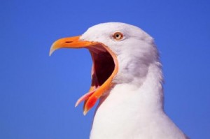 Создать мем: seagull, чайка картинка, чайка вологодская