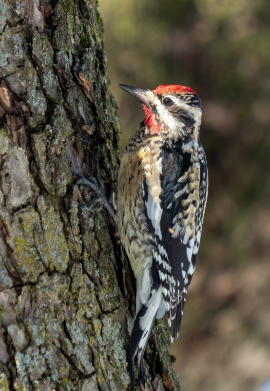 Create meme: big spotted woodpecker, woodpecker bird, common woodpecker