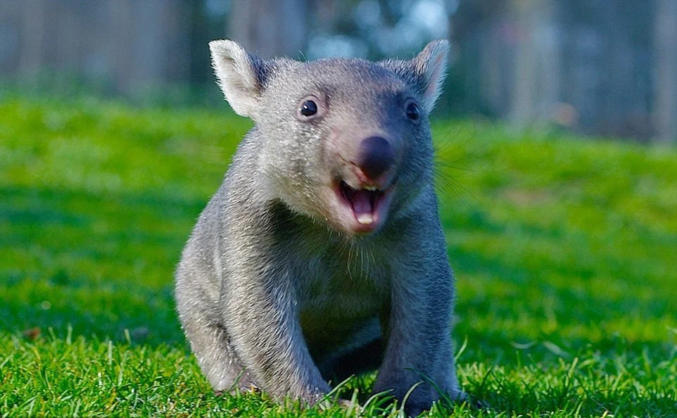 Create Meme Wombat The Wombat Is Small Wombat Smiles Pictures Meme 