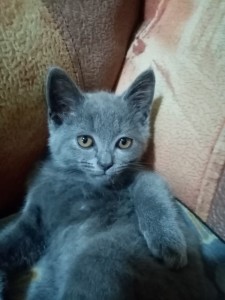 Создать мем: кошка серая, русская голубая кошка котята, голубая кошка