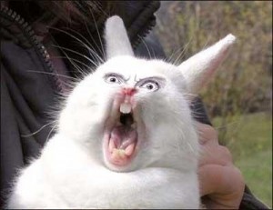 Создать мем: злой кролик, орущий заяц, кричащий кролик