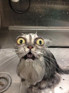 Create meme: cat funny, cat, wet cat