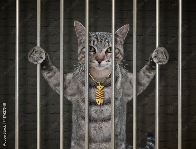 Создать мем: кот, кошка в клетке, кот в тюрьме