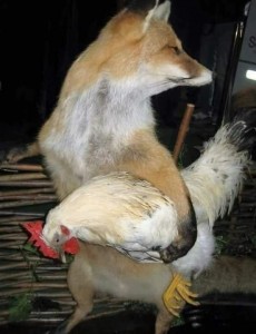 Create meme: red Fox, Fox, animals