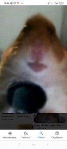 Create meme: the hamster in the chamber, a hamster who is looking at the camera, hamster meme