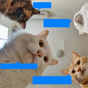 Create meme: cat meme, cat, memes with cats