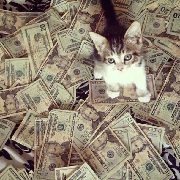 Create meme: cat with money, cash cat, A kitten with money