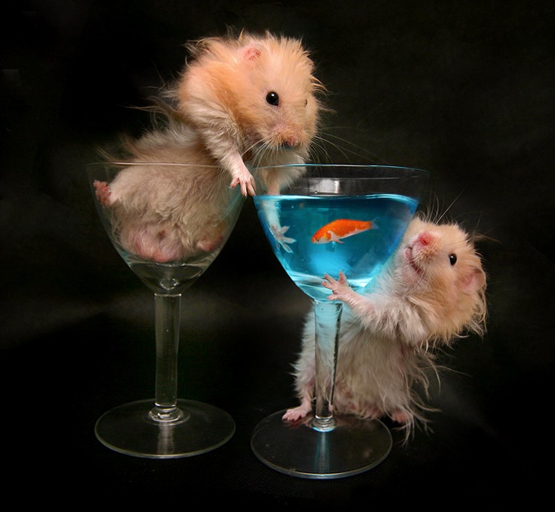 Create meme: hamster thumps, hamster in a glass, funny hamsters