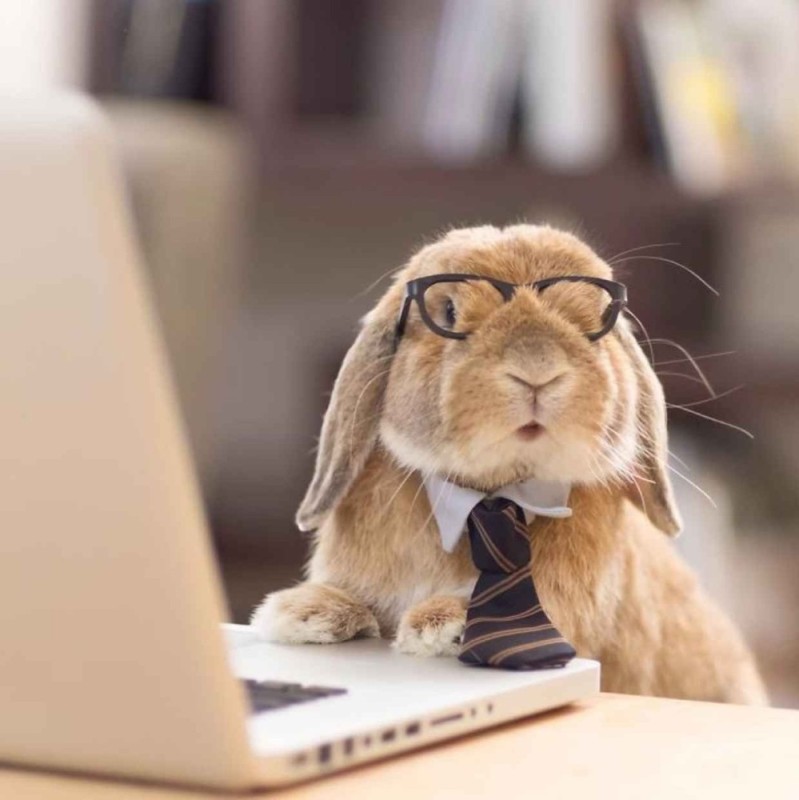 Создать мем: кролик смешной, заяц в очках, прикольный кролик