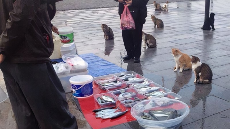 Create meme: meme with cats and fish, fish cat, cats at the fish market