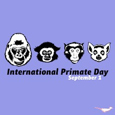 Create meme: monkey day, international monkey, happy lemur day