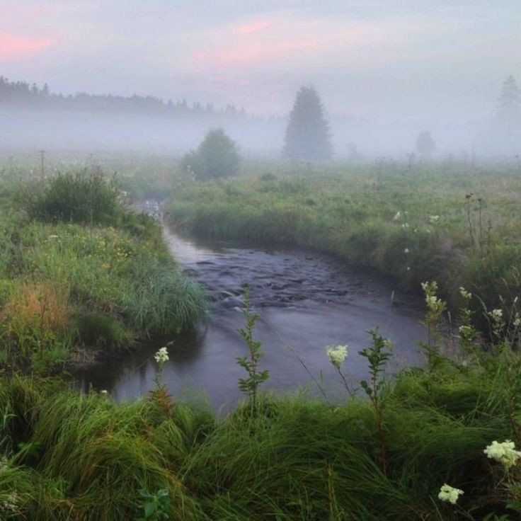 Create meme: fog in summer, river landscape, fog over the river