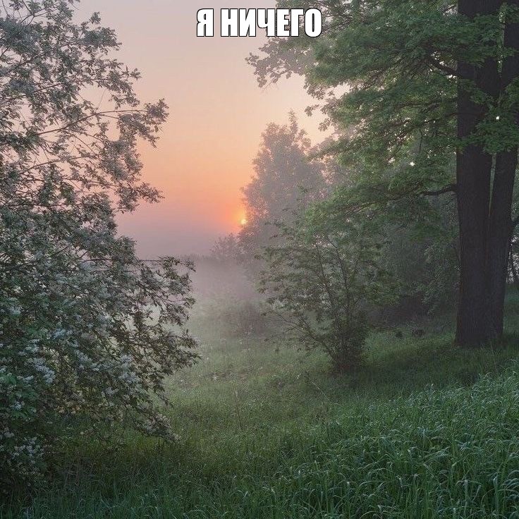 Create meme: Fog landscape, early morning in the forest, morning landscapes